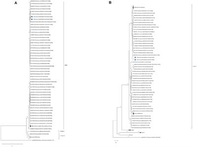 Genomic characterization of the rotavirus G3P[8] strain in vaccinated children, reveals possible reassortment events between human and animal strains in Manhiça District, Mozambique